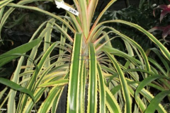 Var Bromeliad