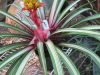 var-bromeliad-1