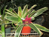 var-bromeliad-1_0