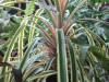 var-bromeliad