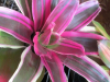 var-bromeliad_0