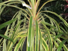 var-pineapple-bromeliad