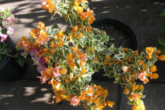 Var Yellow Bougainvillea Vine