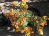 var-yellow-bougainvillea-vine